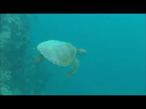 Swimming With Turtles: Ariki Holidays