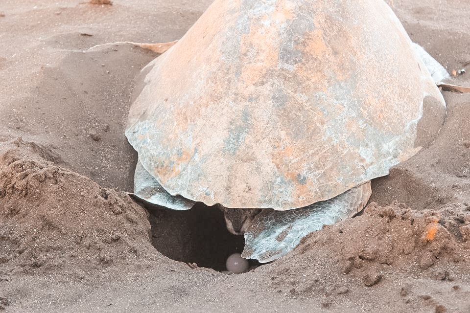Arriving on Volunteer Project at Ostional, Costa Rica 9 Ostional, Costa Rica | Volunteer work | Conservation | Animals | Turtles | Costa Rica | Guanacaste | Ostional | International Student Volunteers | ISV | Why should I pay | Volunteer Abroad | What to do | Backpacking | Budget Travel | Solo Female Travel | Backpackers Wanderlust |