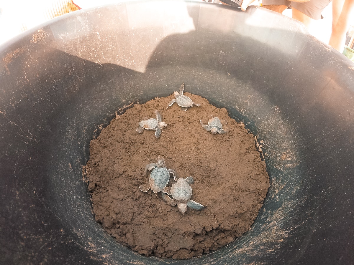 Ostional, Costa Rica | Volunteer work | Conservation | Animals | Turtles | Costa Rica | Guanacaste | Ostional | International Student Volunteers | ISV | Why should I pay | Volunteer Abroad | What to do | Backpacking | Budget Travel | Solo Female Travel | Backpackers Wanderlust |