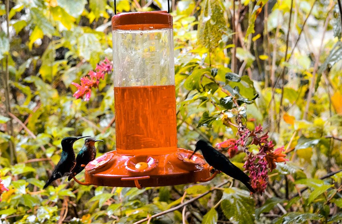La Paz Waterfall Garden & Monteverde - Costa Rica 9 La Paz Waterfall Garden in Costa Rica | Travel Central America | San Jose | Hike | Zoo | Surf | Beach | Backpacking Costa Rica | Animals | What to do | Where to sleep | Swimming | Tubing | Backpackers Wanderlust |