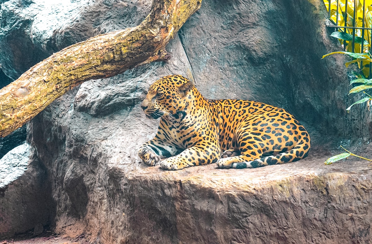 La Paz Waterfall Garden & Monteverde - Costa Rica 12 La Paz Waterfall Garden in Costa Rica | Travel Central America | San Jose | Hike | Zoo | Surf | Beach | Backpacking Costa Rica | Animals | What to do | Where to sleep | Swimming | Tubing | Backpackers Wanderlust |