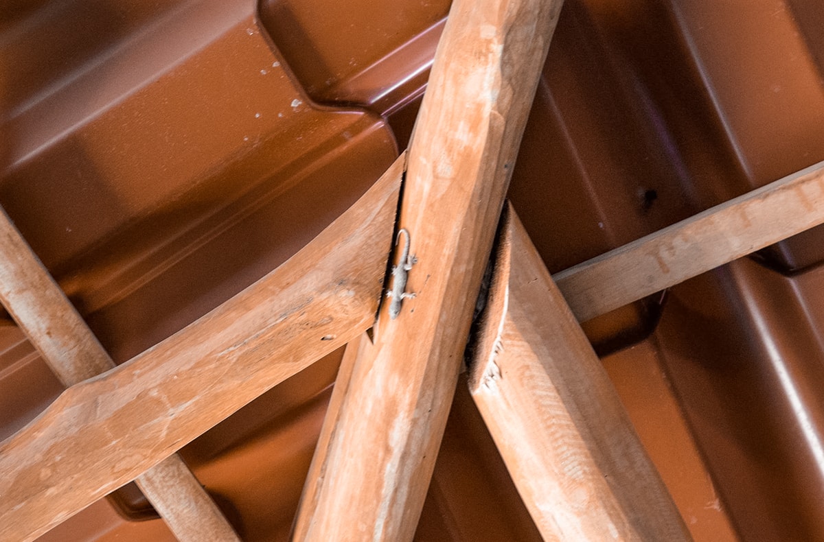 Ostional, Costa Rica | Volunteer work | Conservation | Animals | Turtles | Costa Rica | Guanacaste | Ostional | International Student Volunteers | ISV | Why should I pay | Volunteer Abroad | What to do | Backpacking | Budget Travel | Solo Female Travel | Backpackers Wanderlust |