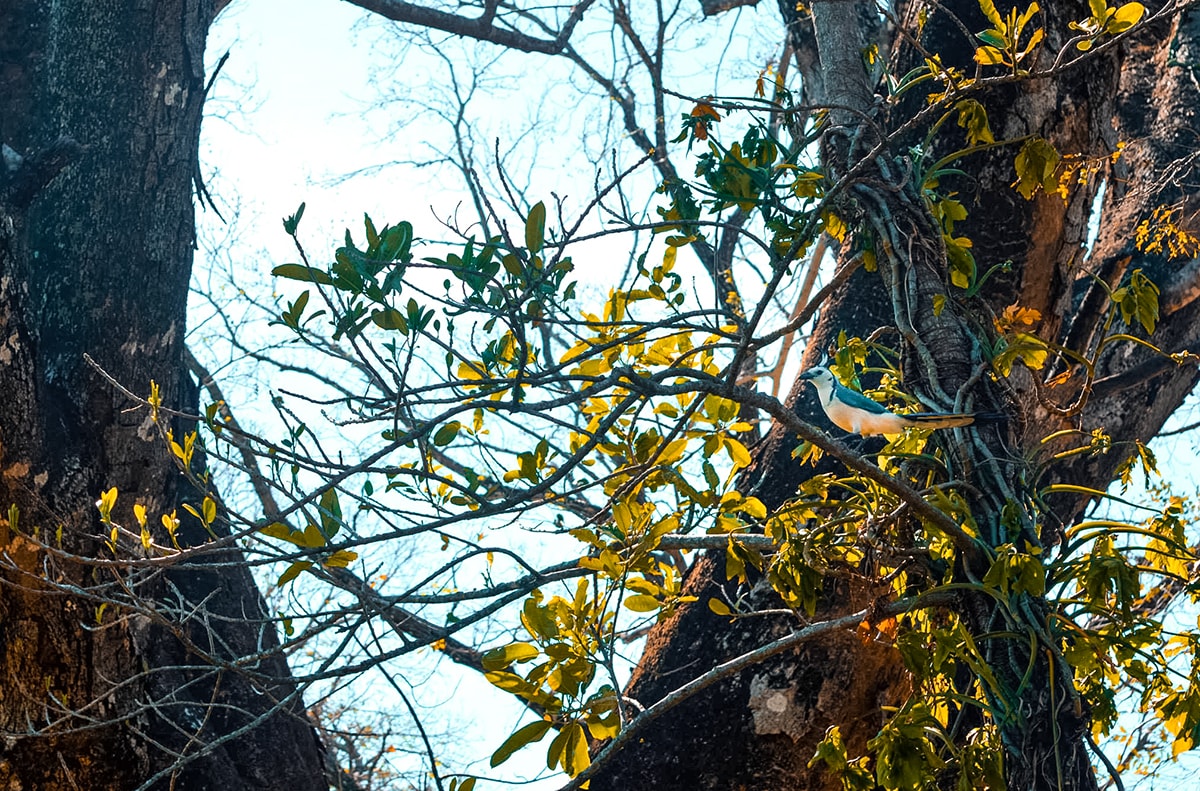 Exploring Ricon De La Vieja, Costa Rica 12 Exploring Ricon De La Vieja In Costa Rica | Travel Central America | Guanacaste | Hike | Hiking | Volcano | Rainforest | Backpacking Costa Rica | Mud bath | What to do | Where to sleep | Horse riding | Tubing | Backpackers Wanderlust |