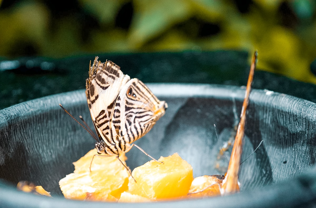 La Paz Waterfall Garden in Costa Rica | Travel Central America | San Jose | Hike | Zoo | Surf | Beach | Backpacking Costa Rica | Animals | What to do | Where to sleep | Swimming | Tubing | Backpackers Wanderlust |