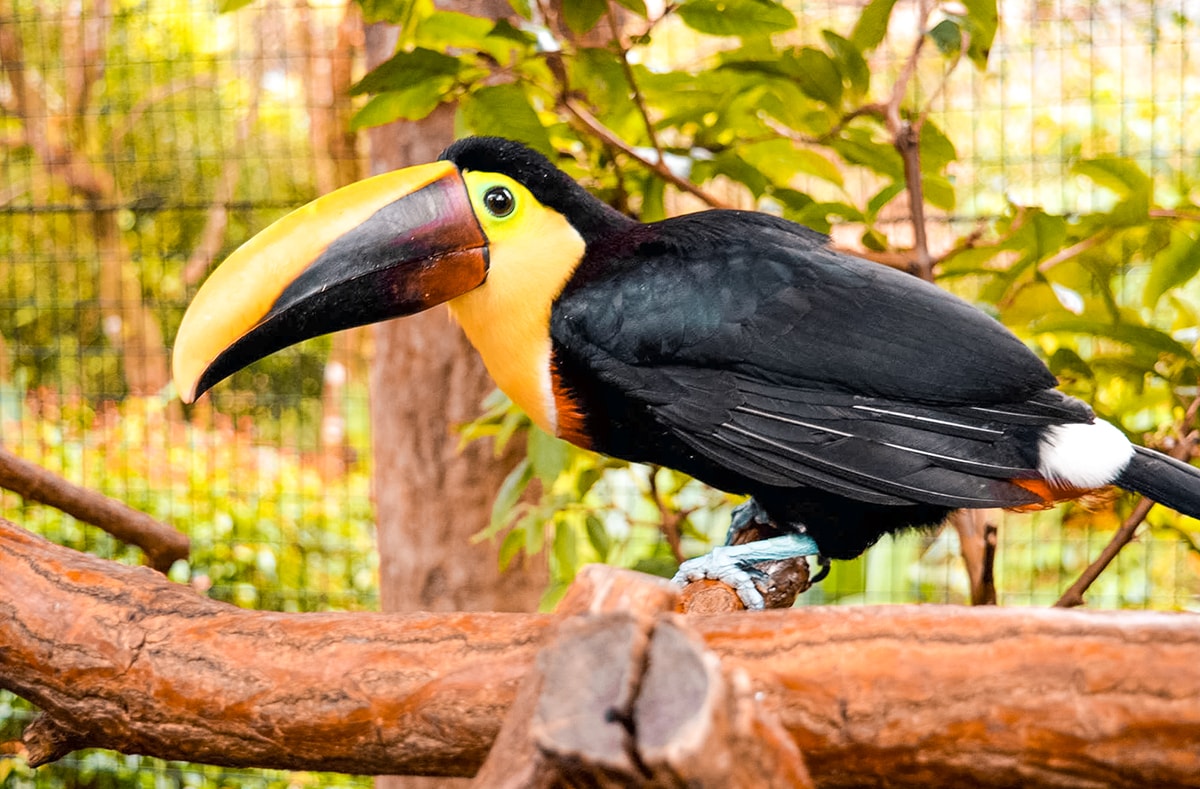 La Paz Waterfall Garden & Monteverde - Costa Rica 2 La Paz Waterfall Garden in Costa Rica | Travel Central America | San Jose | Hike | Zoo | Surf | Beach | Backpacking Costa Rica | Animals | What to do | Where to sleep | Swimming | Tubing | Backpackers Wanderlust |