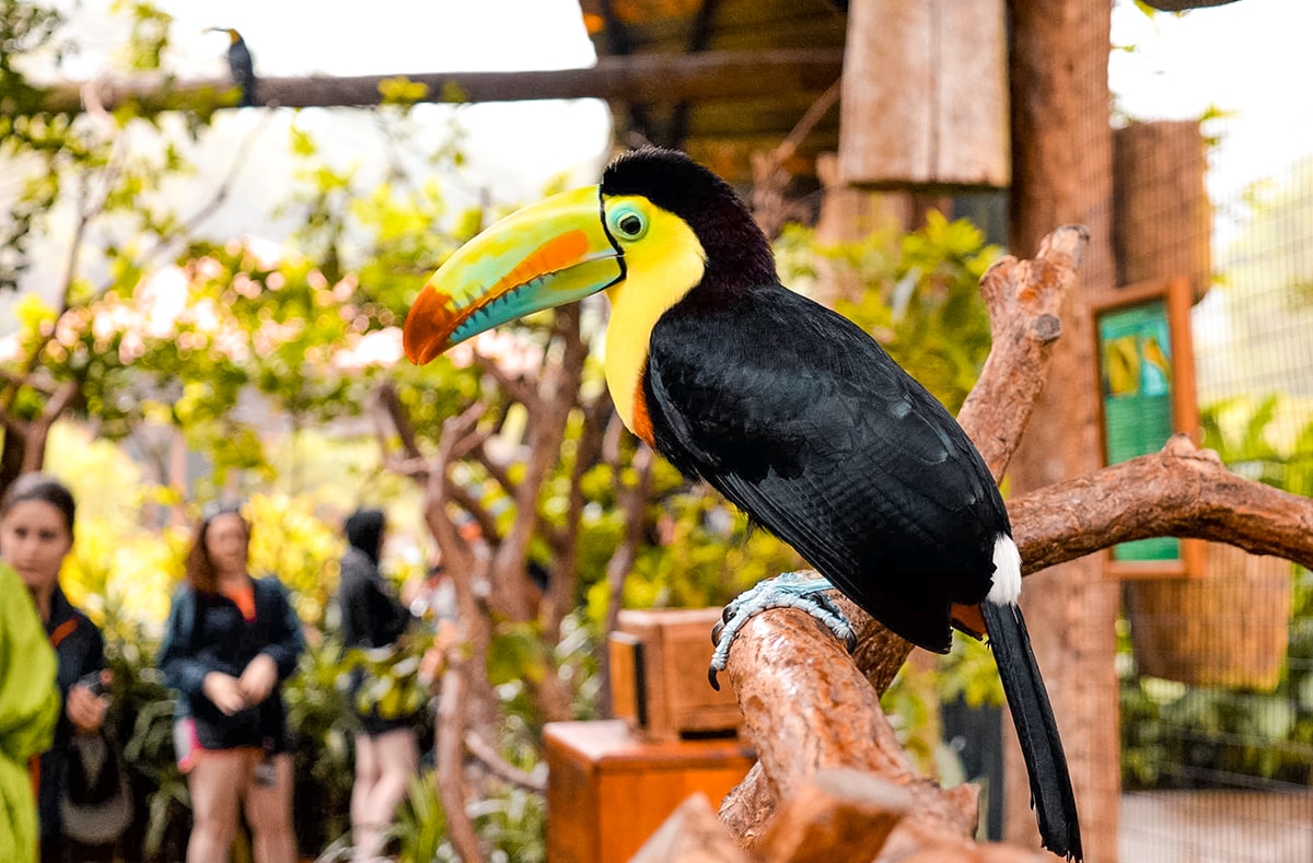 La Paz Waterfall Garden in Costa Rica | Travel Central America | San Jose | Hike | Zoo | Surf | Beach | Backpacking Costa Rica | Animals | What to do | Where to sleep | Swimming | Tubing | Backpackers Wanderlust |