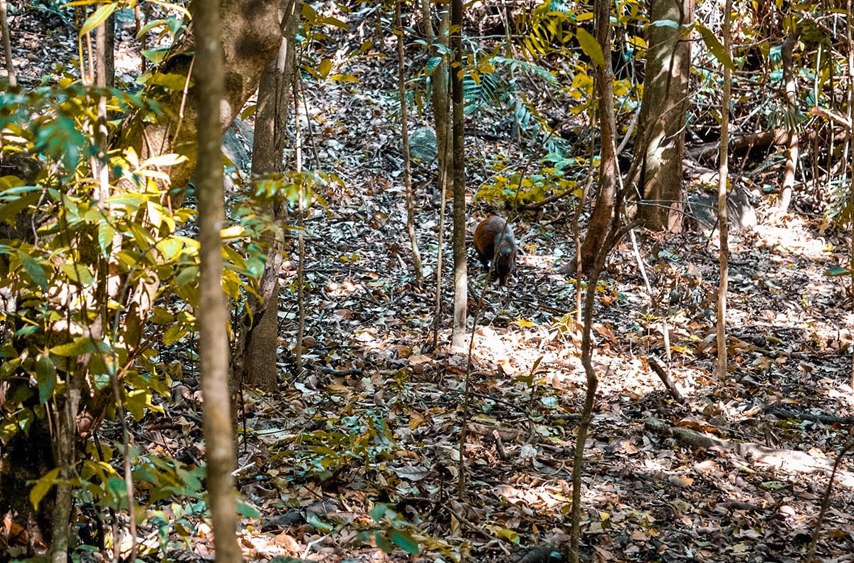Exploring Ricon De La Vieja, Costa Rica 6 Exploring Ricon De La Vieja In Costa Rica | Travel Central America | Guanacaste | Hike | Hiking | Volcano | Rainforest | Backpacking Costa Rica | Mud bath | What to do | Where to sleep | Horse riding | Tubing | Backpackers Wanderlust |