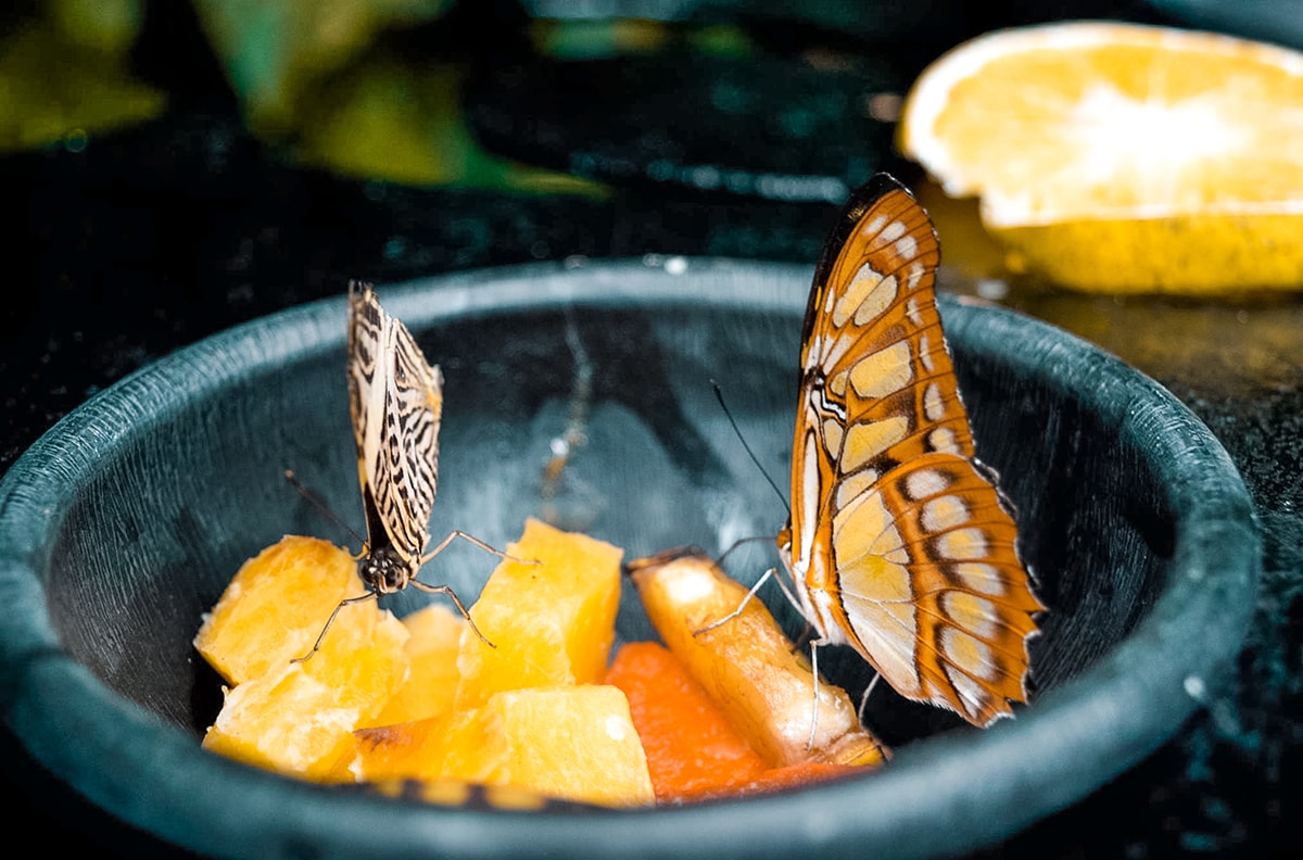 La Paz Waterfall Garden in Costa Rica | Travel Central America | San Jose | Hike | Zoo | Surf | Beach | Backpacking Costa Rica | Animals | What to do | Where to sleep | Swimming | Tubing | Backpackers Wanderlust |