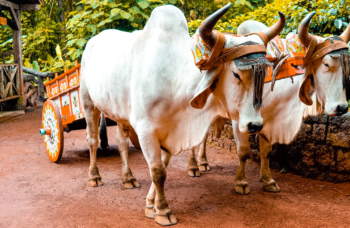 La Paz Waterfall Garden & Monteverde - Costa Rica 1 La Paz Waterfall Garden in Costa Rica | Travel Central America | San Jose | Hike | Zoo | Surf | Beach | Backpacking Costa Rica | Animals | What to do | Where to sleep | Swimming | Tubing | Backpackers Wanderlust |