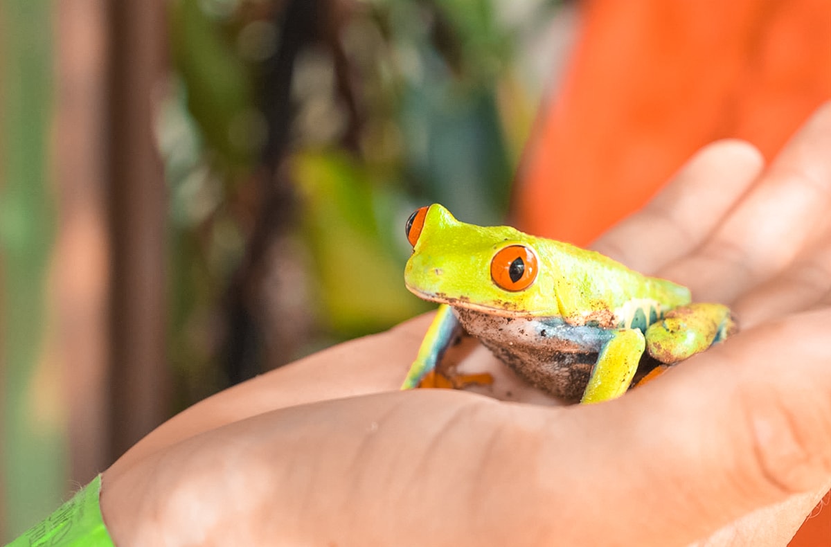 Exploring Ricon De La Vieja, Costa Rica 22 Exploring Ricon De La Vieja In Costa Rica | Travel Central America | Guanacaste | Hike | Hiking | Volcano | Rainforest | Backpacking Costa Rica | Mud bath | What to do | Where to sleep | Horse riding | Tubing | Backpackers Wanderlust |