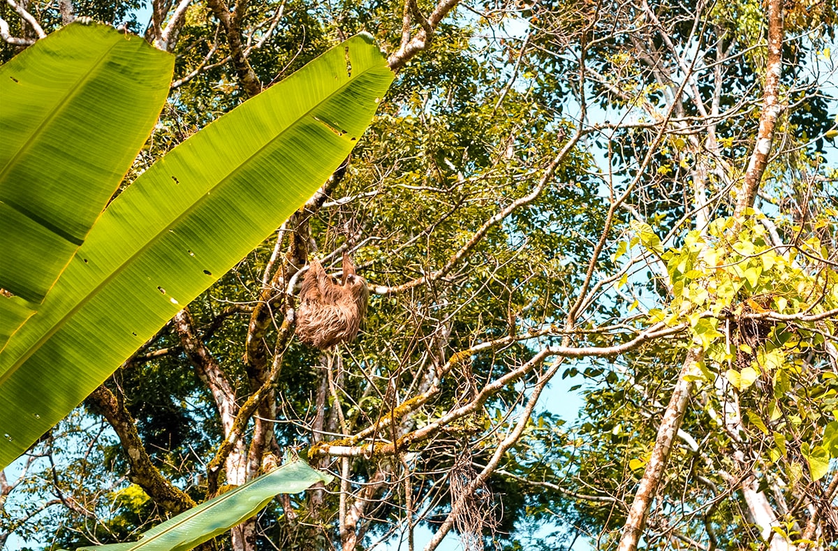 Manzanillo and Puerto Viejo, Costa Rica 6 Exploring Manzanillo and Puerto Viejo In Costa Rica | Travel Central America | Caribbean | Hike | Hiking | Ocean | Rainforest | Backpacking Costa Rica | Beautiful beaches | What to do | Where to sleep | wildlife | party | Backpackers Wanderlust |
