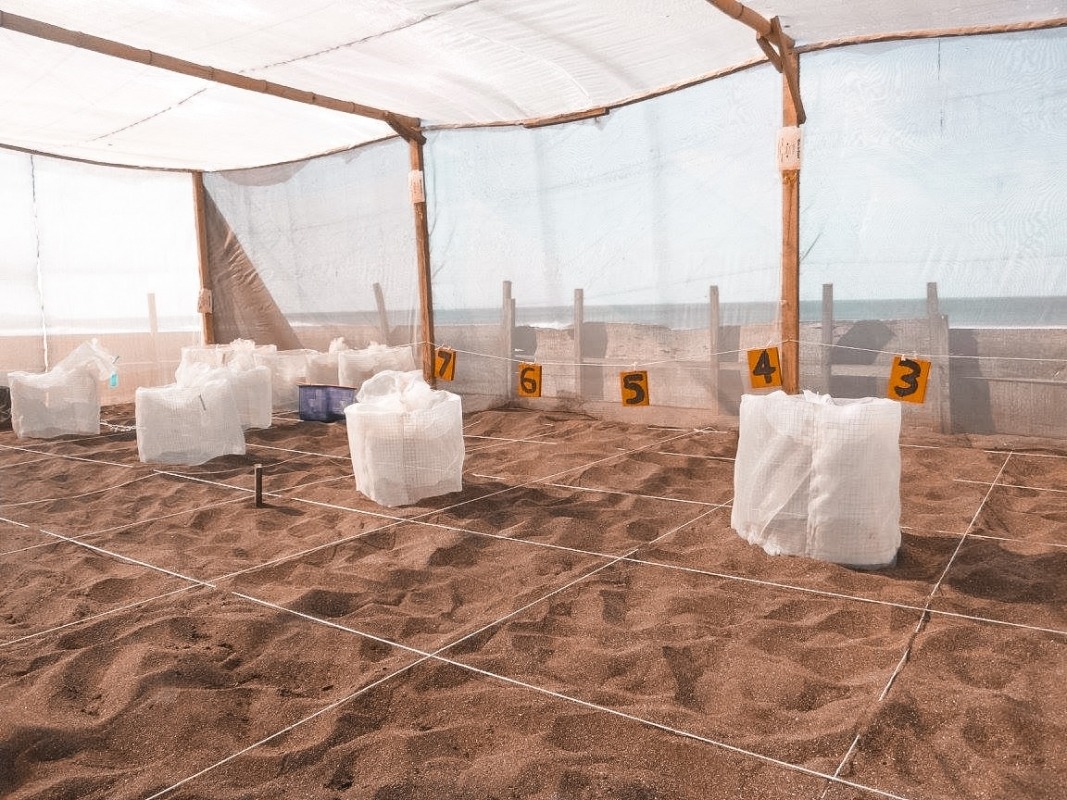 Why Should I Pay to Volunteer? 24 Ostional, Costa Rica | Volunteer work | Conservation | Animals | Turtles | Costa Rica | Guanacaste | Ostional | International Student Volunteers | ISV | Why should I pay | Volunteer Abroad | What to do | Backpacking | Budget Travel | Solo Female Travel | Backpackers Wanderlust |