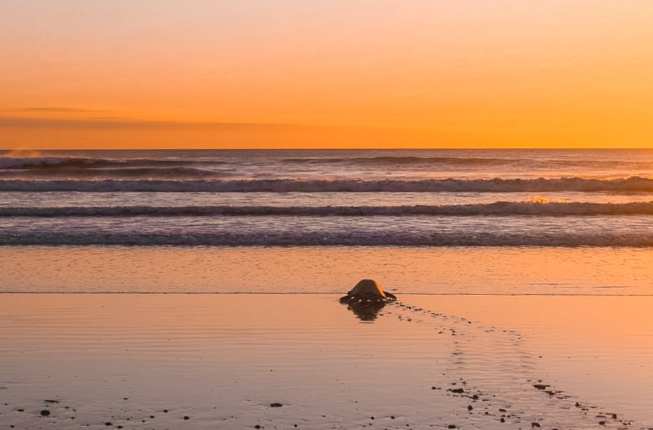 Arriving on Volunteer Project at Ostional, Costa Rica 23 Ostional, Costa Rica | Volunteer work | Conservation | Animals | Turtles | Costa Rica | Guanacaste | Ostional | International Student Volunteers | ISV | Why should I pay | Volunteer Abroad | What to do | Backpacking | Budget Travel | Solo Female Travel | Backpackers Wanderlust |