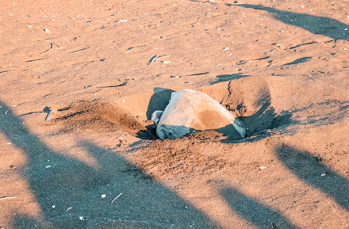 Arriving on Volunteer Project at Ostional, Costa Rica 4 Ostional, Costa Rica | Volunteer work | Conservation | Animals | Turtles | Costa Rica | Guanacaste | Ostional | International Student Volunteers | ISV | Why should I pay | Volunteer Abroad | What to do | Backpacking | Budget Travel | Solo Female Travel | Backpackers Wanderlust |