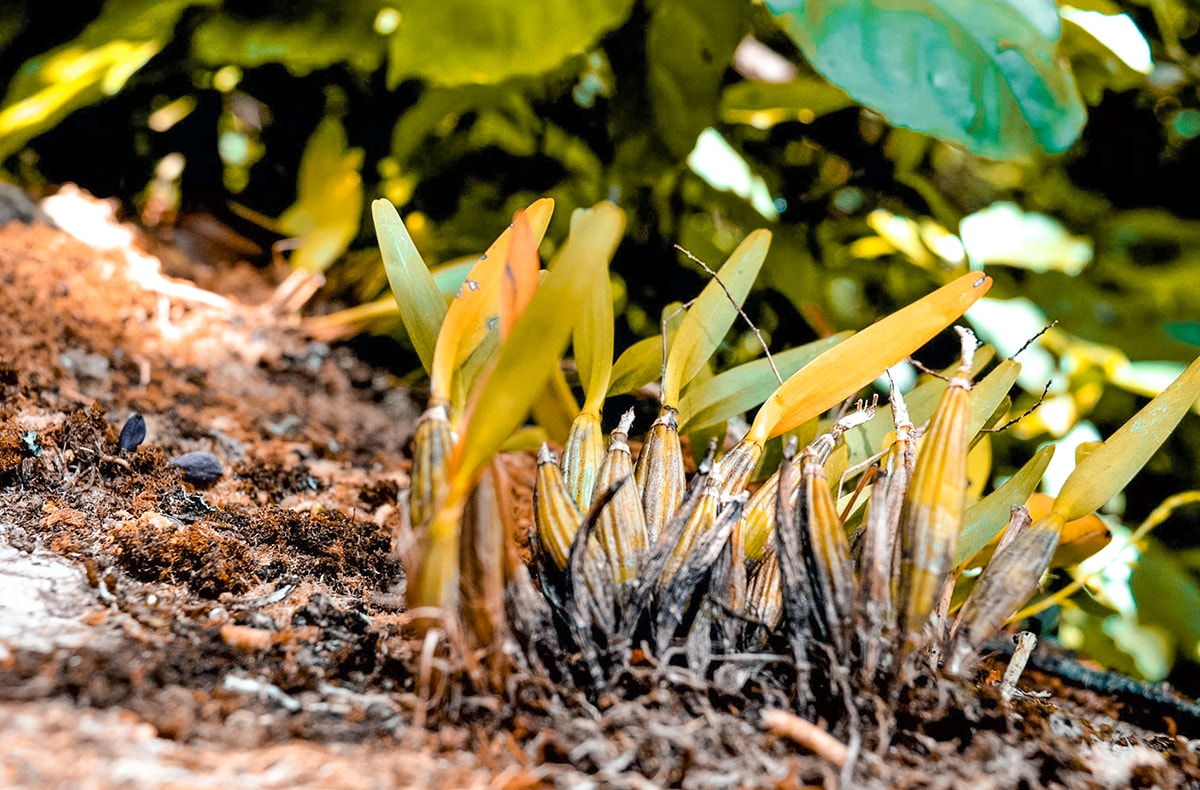Exploring Ricon De La Vieja, Costa Rica 2 Exploring Ricon De La Vieja In Costa Rica | Travel Central America | Guanacaste | Hike | Hiking | Volcano | Rainforest | Backpacking Costa Rica | Mud bath | What to do | Where to sleep | Horse riding | Tubing | Backpackers Wanderlust |