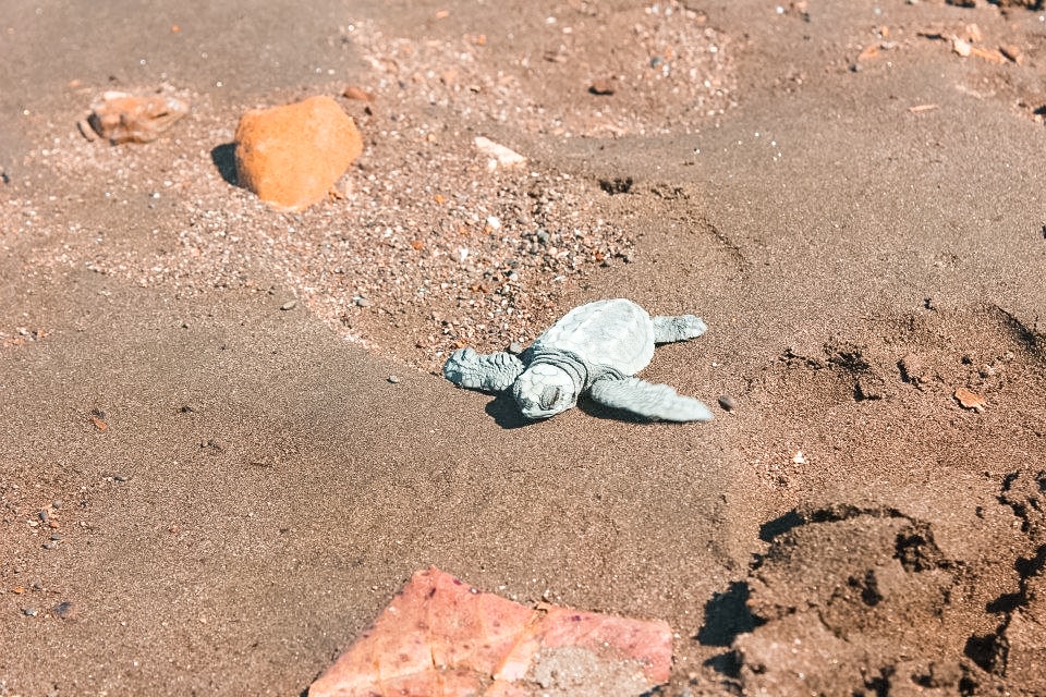 Baby Turtles & My Birthday - Ostional, Costa Rica 11 Ostional, Costa Rica | Volunteer work | Conservation | Animals | Turtles | Costa Rica | Guanacaste | Ostional | International Student Volunteers | ISV | Why should I pay | Volunteer Abroad | What to do | Backpacking | Budget Travel | Solo Female Travel | Backpackers Wanderlust |