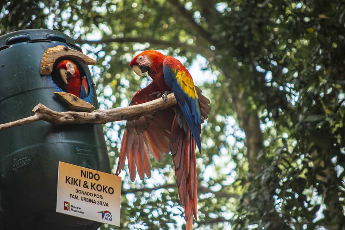 2 Weeks In Honduras Itinerary: Discover The Best Of This Underrated Gem 10 meeting some friendly macaws in copan ruinas