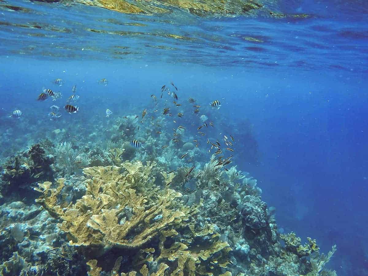 2 Weeks In Honduras Itinerary: Discover The Best Of This Underrated Gem 22 going snorkeling in some of the incredible reefs in honduras