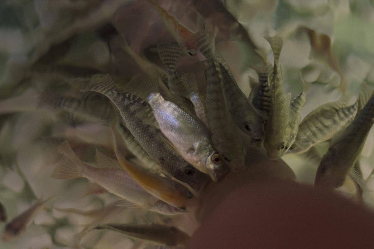 4 Days In Siem Reap: The Best Siem Reap Itinerary 17 visiting a spa in siem reap and having fish eat off the dead skin