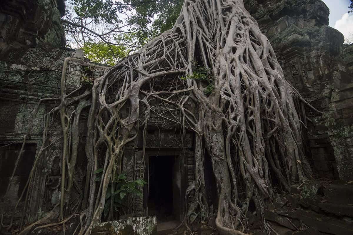 Angkor Wat Small Circuit: A Must Do In Siem Reap 35 the incredible fig tree taking over the structures at ta prohm