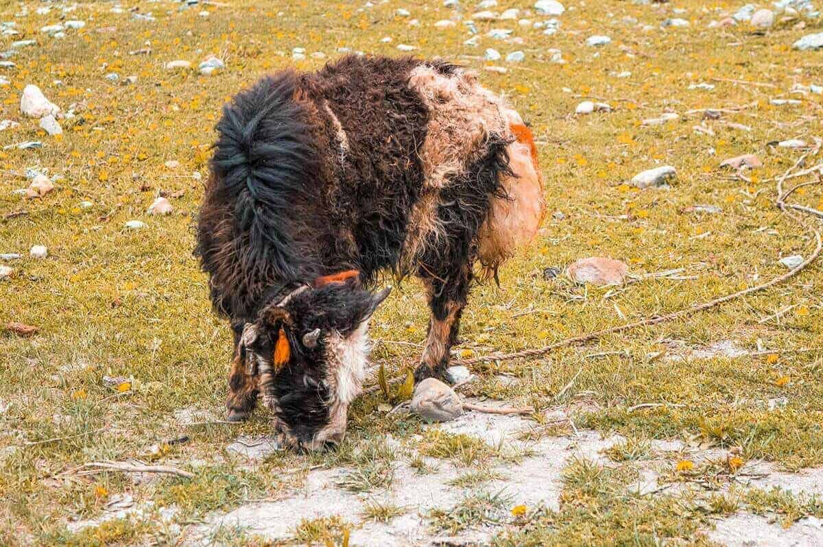 Annapurna Circuit Itinerary: All You Need To Know About The Best Trek In Nepal 20 baby yak in manang