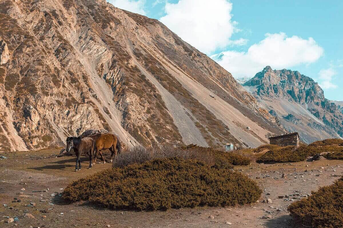 Annapurna Circuit Itinerary: All You Need To Know About The Best Trek In Nepal 24 horses in the annapurna Himalayas