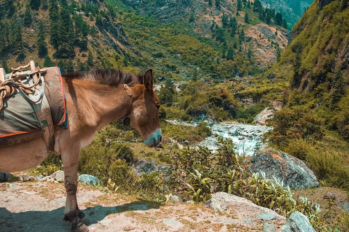 Annapurna Circuit Itinerary: All You Need To Know About The Best Trek In Nepal 2 horse looking over valley while hiking the annapurna circuit