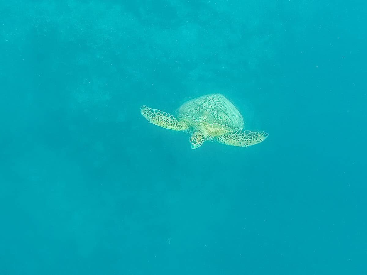 Swim With Sea Turtles In Rarotonga: Ariki Adventures 6 a turtle swimming towards the camera in rarotonga