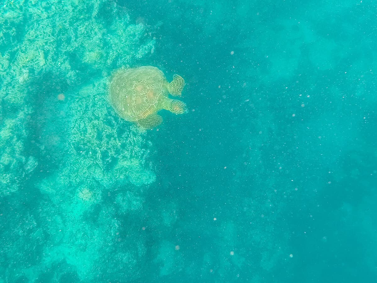 Swim With Sea Turtles In Rarotonga: Ariki Adventures 15 turtle leaving the coral on the side of the passage and swimming into the deep