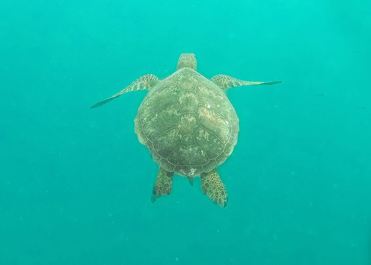 Swim With Sea Turtles In Rarotonga: Ariki Adventures 13 swimming with a turtle in rarotonga