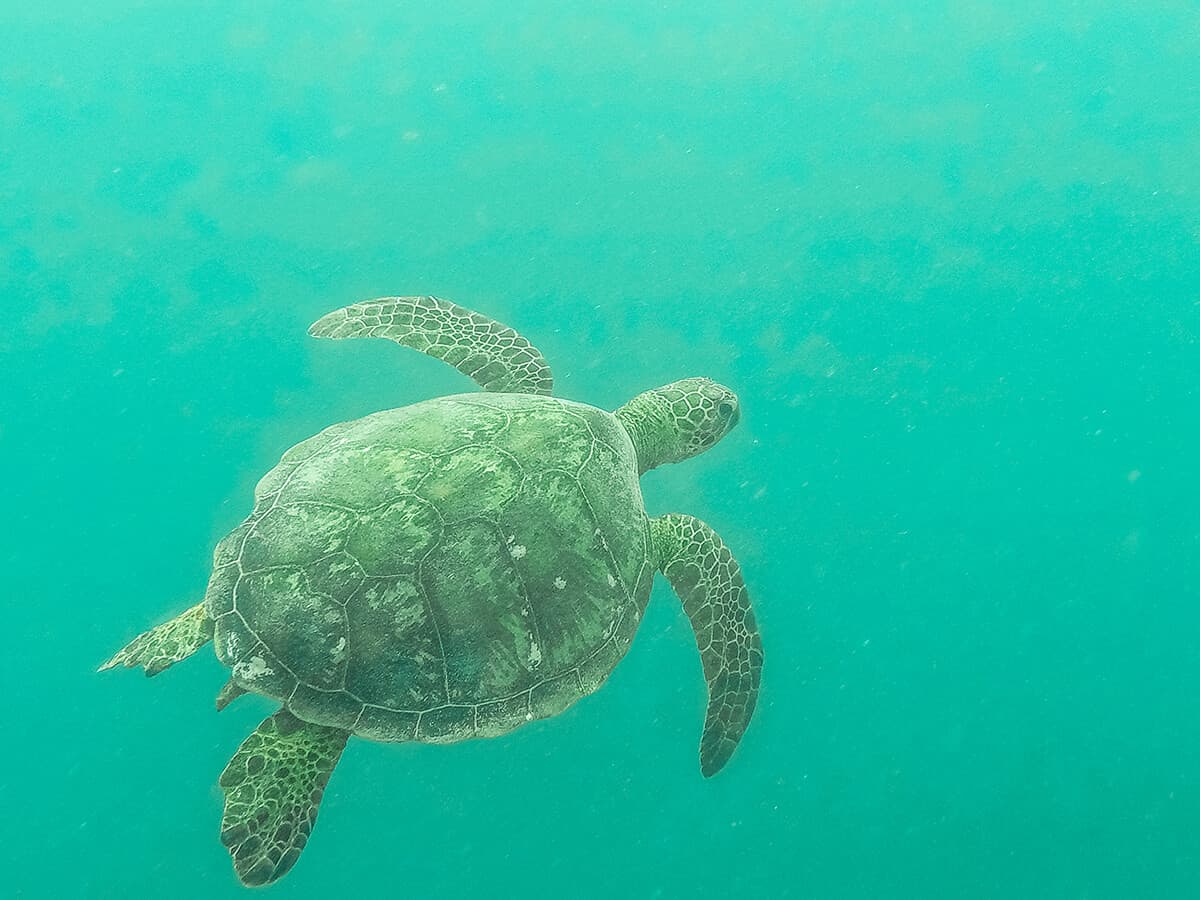 Swim With Sea Turtles In Rarotonga: Ariki Adventures 14 swimming with turtles through the channel in rarotonga