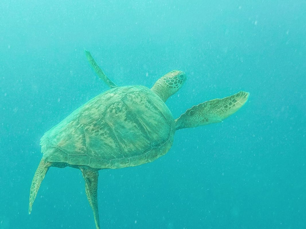 Swim With Sea Turtles In Rarotonga: Ariki Adventures 1 swimming with turtles in rarotonga with ariki adventures