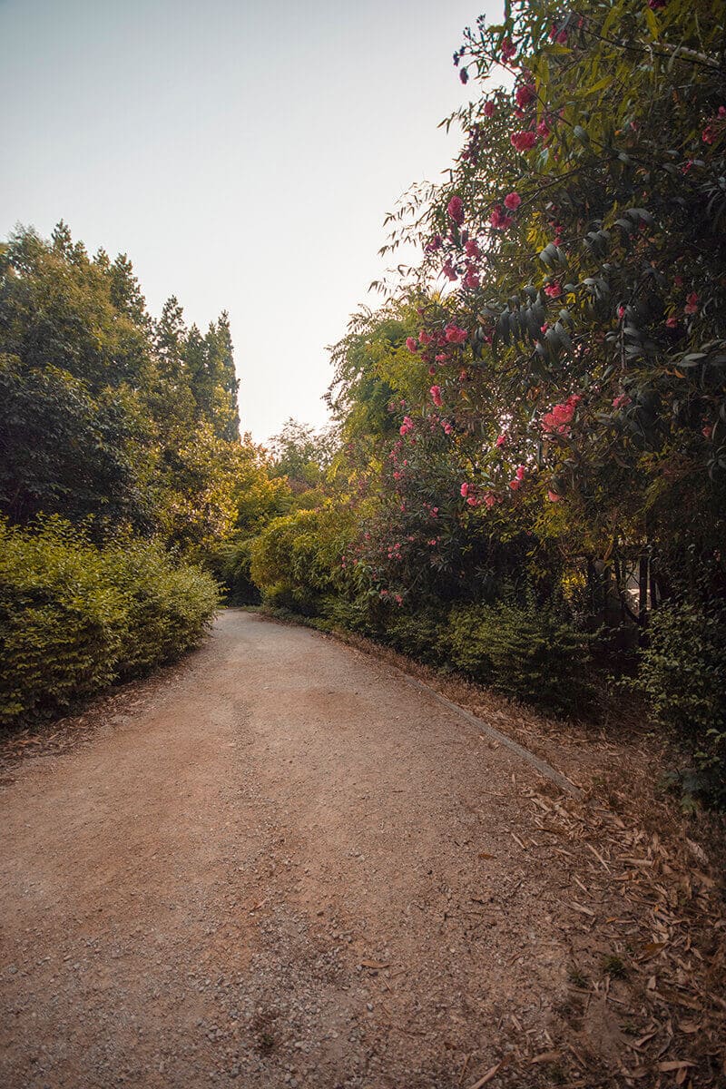 Backpacking Athens On A Budget: All You Need To Know 12 national gardens flowers backpacking athens on a budget