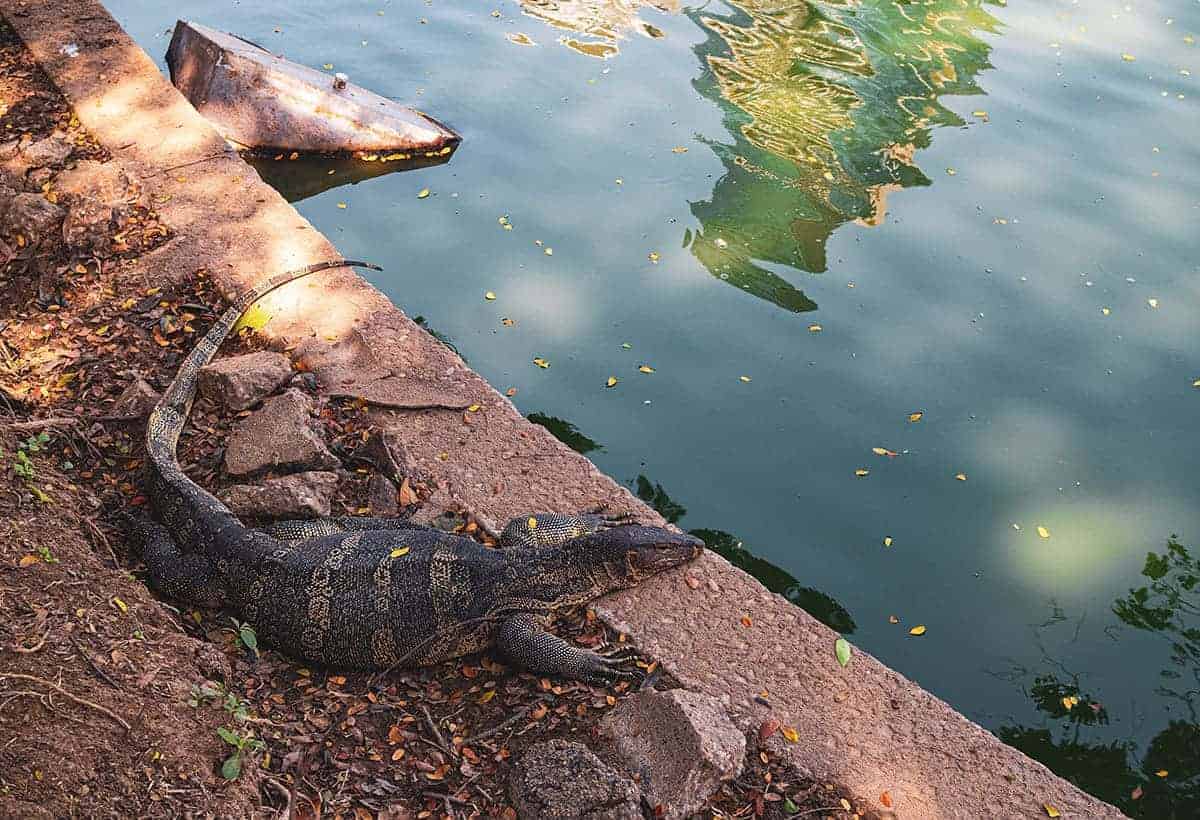 Backpacking Bangkok: All You Need To Know 18 a monitor lizard relaxing by the water in lumpini park