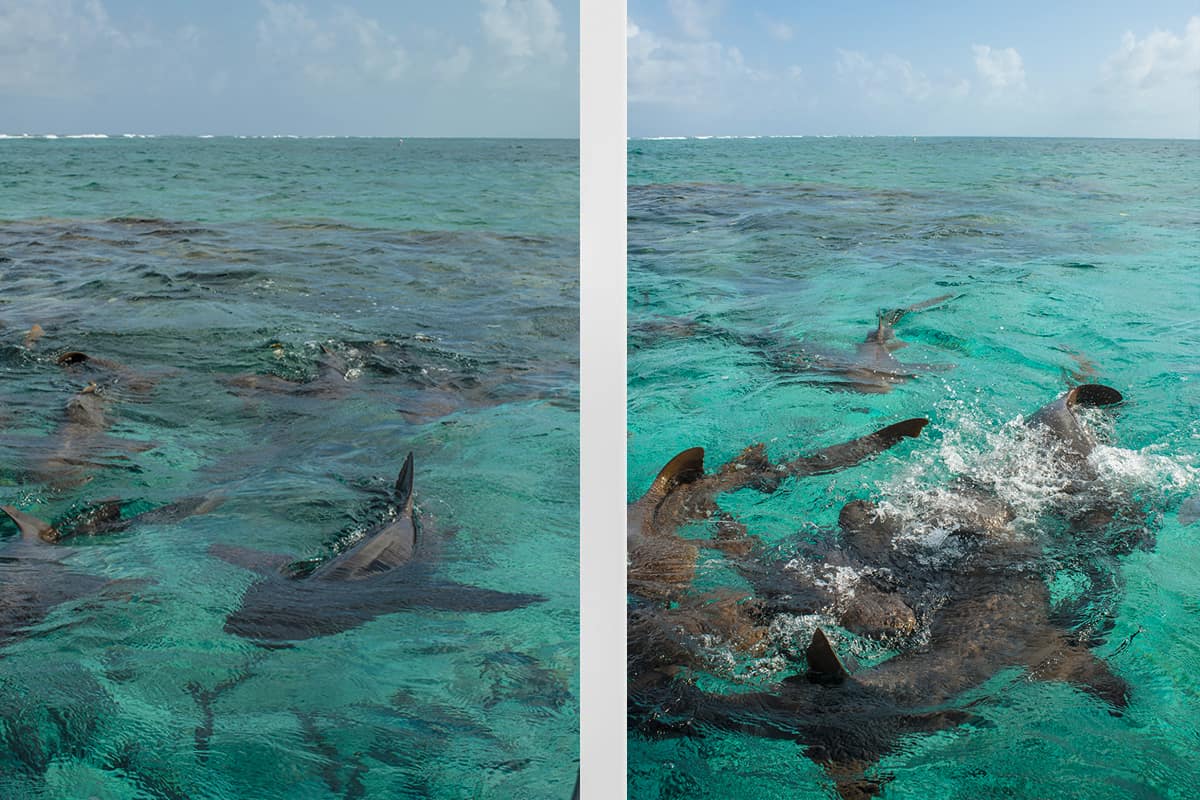 Backpacking Caye Caulker In Belize: Top Travel Tips 15 swimming with nurse sharks are a must while backpacking caye caulker