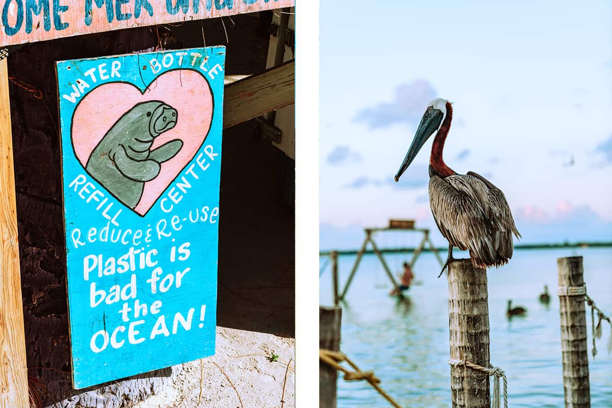 Backpacking Caye Caulker In Belize: Top Travel Tips 18 manatees are of big importance in caye caulker // a cheeky pelican watching over the water