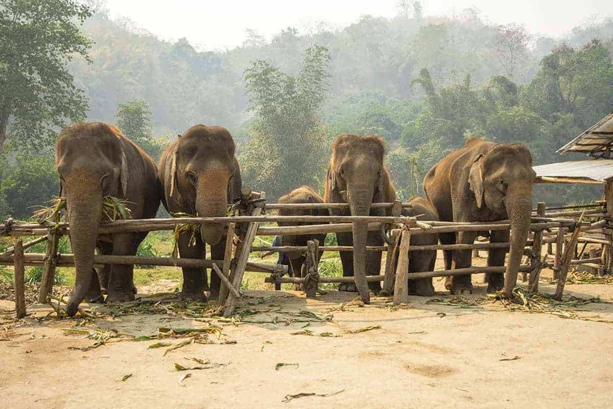 Backpacking Chiang Mai Travel Guide: Costs, Travel Tips and More! 16 elephants lined up at one of elephant nature parks projects