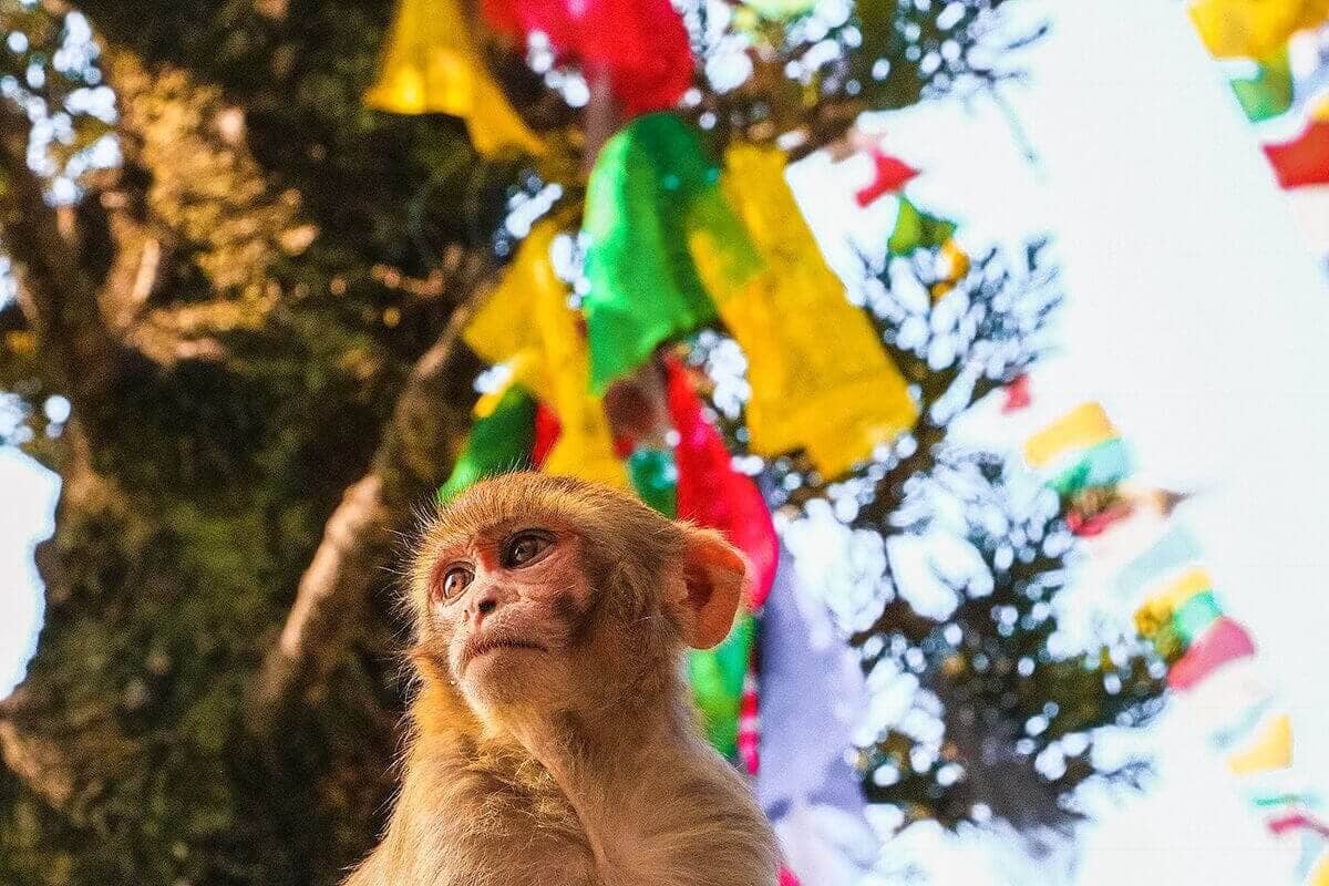 Backpacking Kathmandu: Everything Travelers Need To Know 12 swayambhu monkey against pray flags in kathmandu