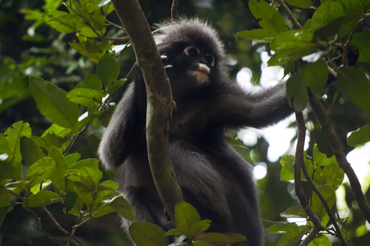 Backpacking Koh Lanta: TOP Things To Do & Itinerary 2025 13 watching the monkeys in the trees while on this koh lanta itinerary