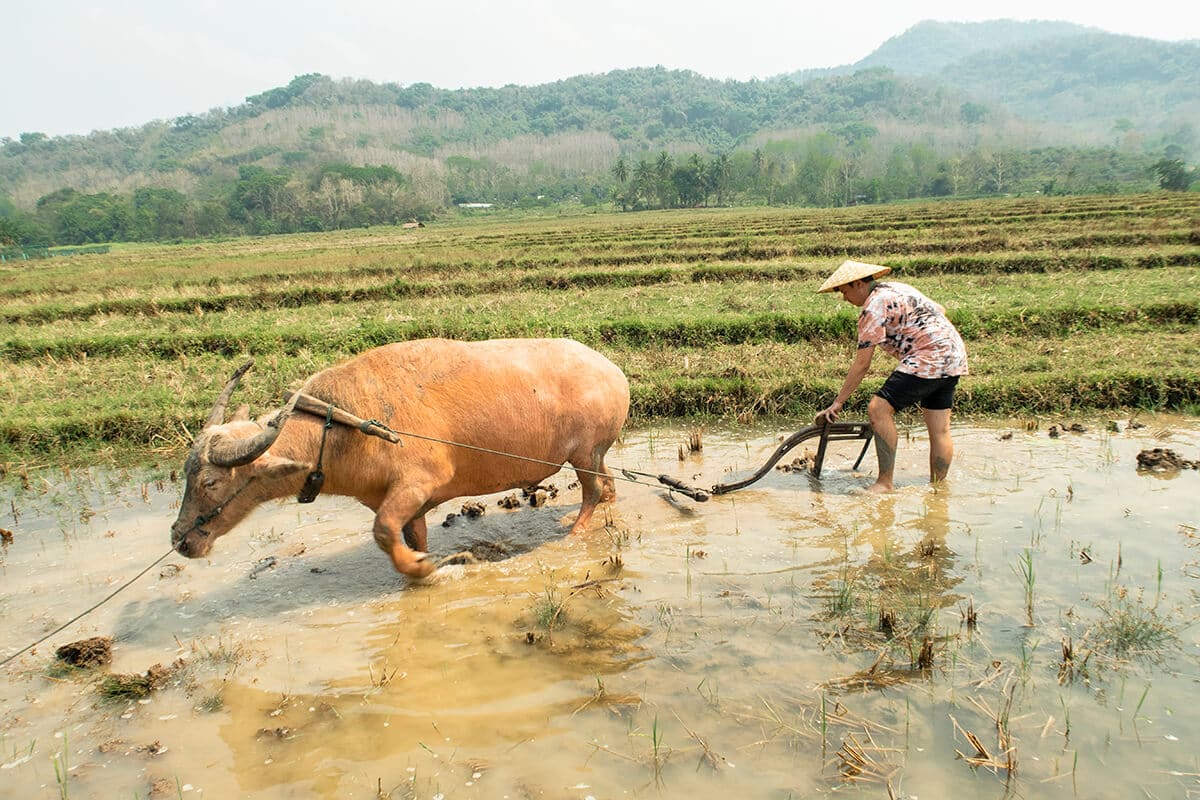 Backpacking Luang Prabang Guide: All You Need To Know 19 rice farming in luang prabang with a water buffalo