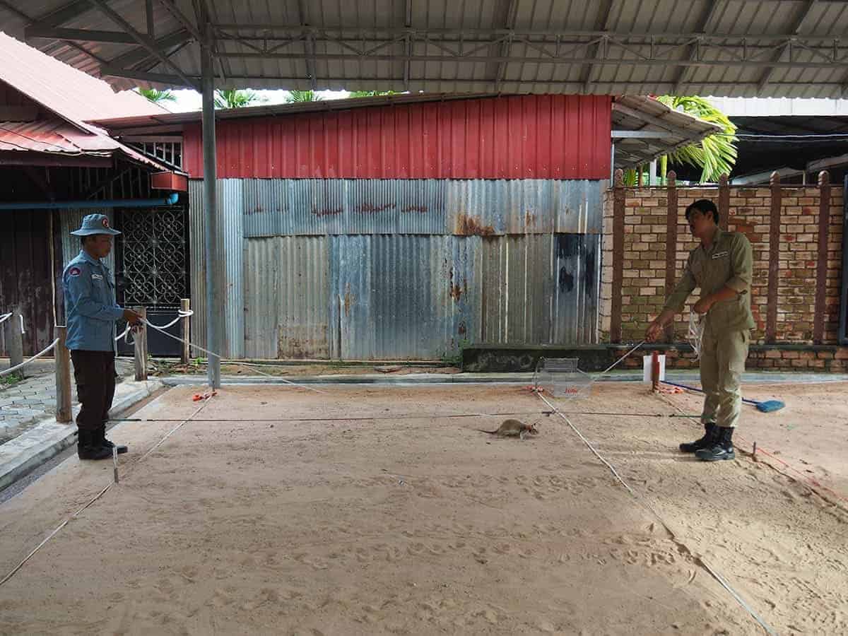Backpacking Siem Reap On A Budget: Top Tips For Travelers 11 bombing detecting rats at the apopo center in siem reap