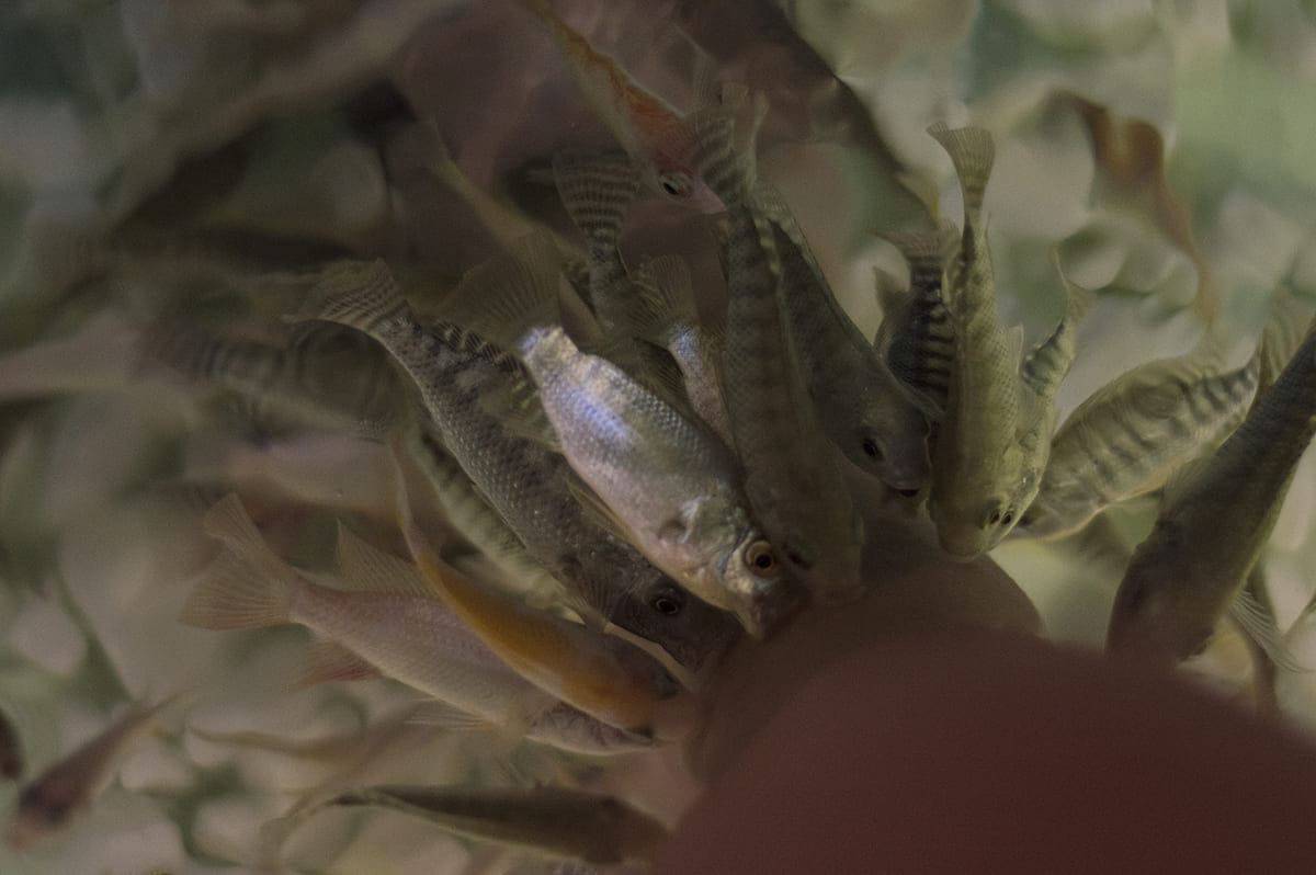 Backpacking Siem Reap On A Budget: Top Tips For Travelers 13 getting a fish massage in siem reap