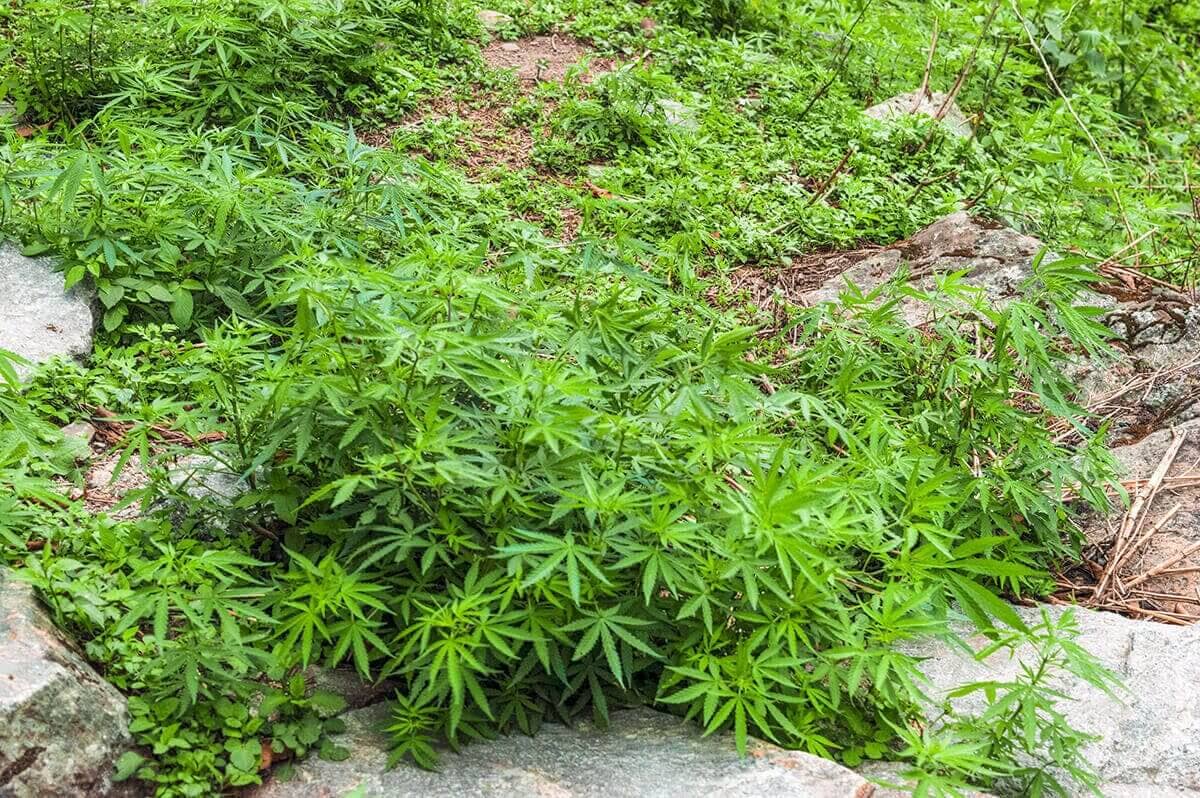 Day 2: Bahundanda To Tal On The Annapurna Circuit 9 wild plants on the annapurna circuit by jagat