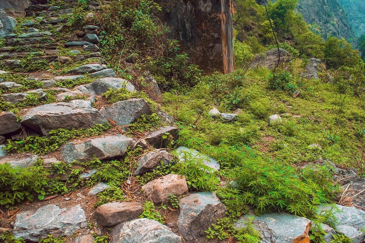 Day 2: Bahundanda To Tal On The Annapurna Circuit 11 plants growing on stairs from bahundanda to tal