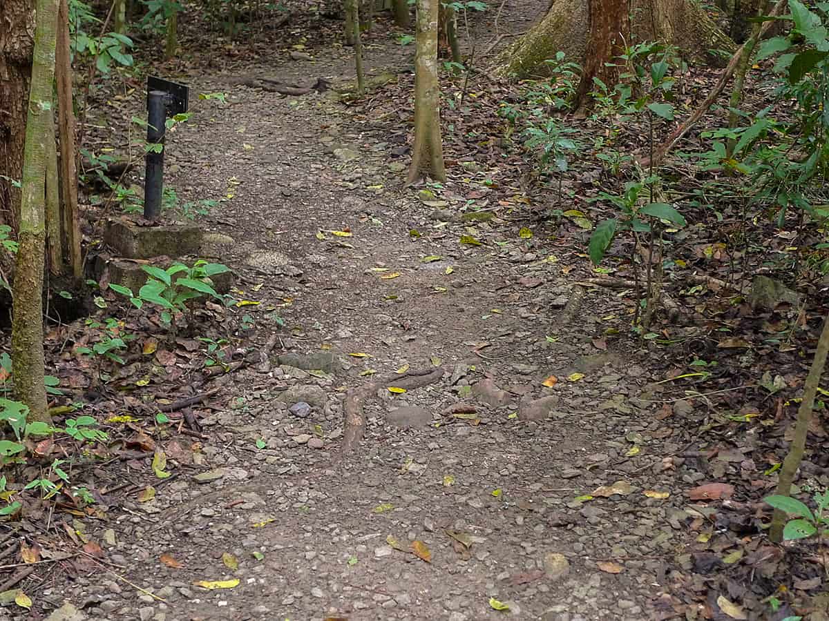 The 24 Best Things To Do In Copan Ruinas: From Ruins, Hot Springs, Food & More 32 hiking the nature trail at the copan ruins, one of the best things to do in copan ruinas