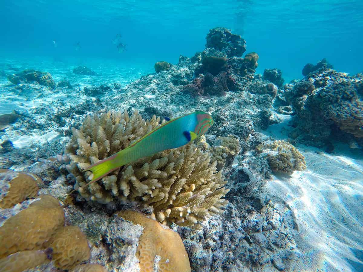 30 Best Things To Do In Rarotonga For The Ultimate Holiday 23 swimming with a sunset wrasse in aroa lagoon in rarotonga