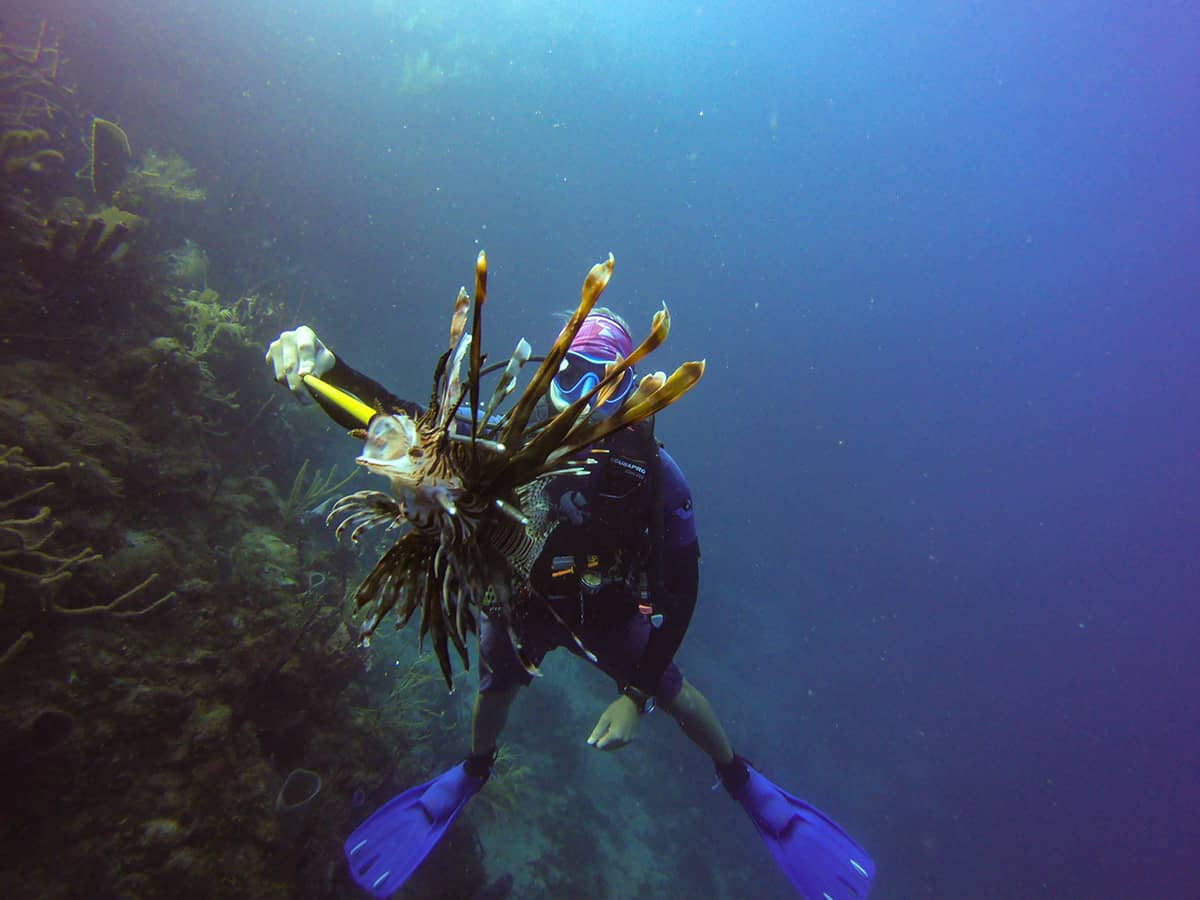 20 BEST Things To Do In Roatan: Discover Paradise (2025) 22 spearing a lionfish on one of our dives in roatan
