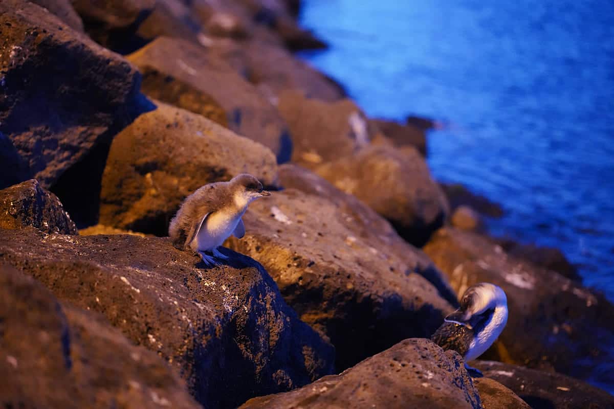 16 Best Things To Do In St Kilda, Melbourne For The Ultimate Time 18 make sure you check out the penguin parade, this is my favorite thing on this list of the best things to do in st kilda melbourne