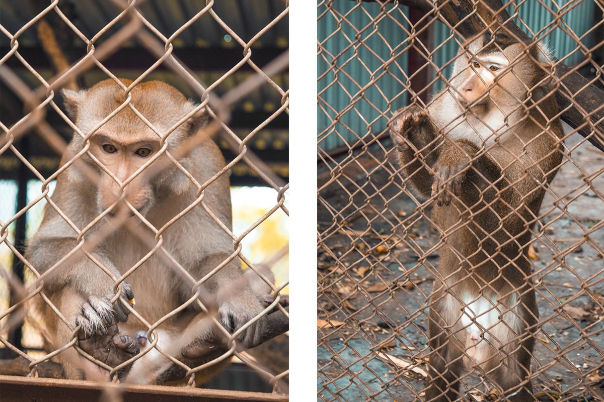 Discovering Lan Ha Bay and Cat Ba Island, Vietnam 16 Discover Lan Ha Bay | Cheap Ha Long Bay Cruise | Cat Ba Island | Adventure | Backpack South East Asia | Travel | Backpacking | Must Visit | Do Not Miss | Vietnam | Ha Long Bay Cruise | Cat Ba Island | Cat Ong Island | Ocean Tours | Adventure | Photography | Backpackers Wanderlust | #vietnam #halongbay #cocktailcruise #hanoi #budgetcruisehalongbay #backpacksoutheastasia #catbaisland #catongisland