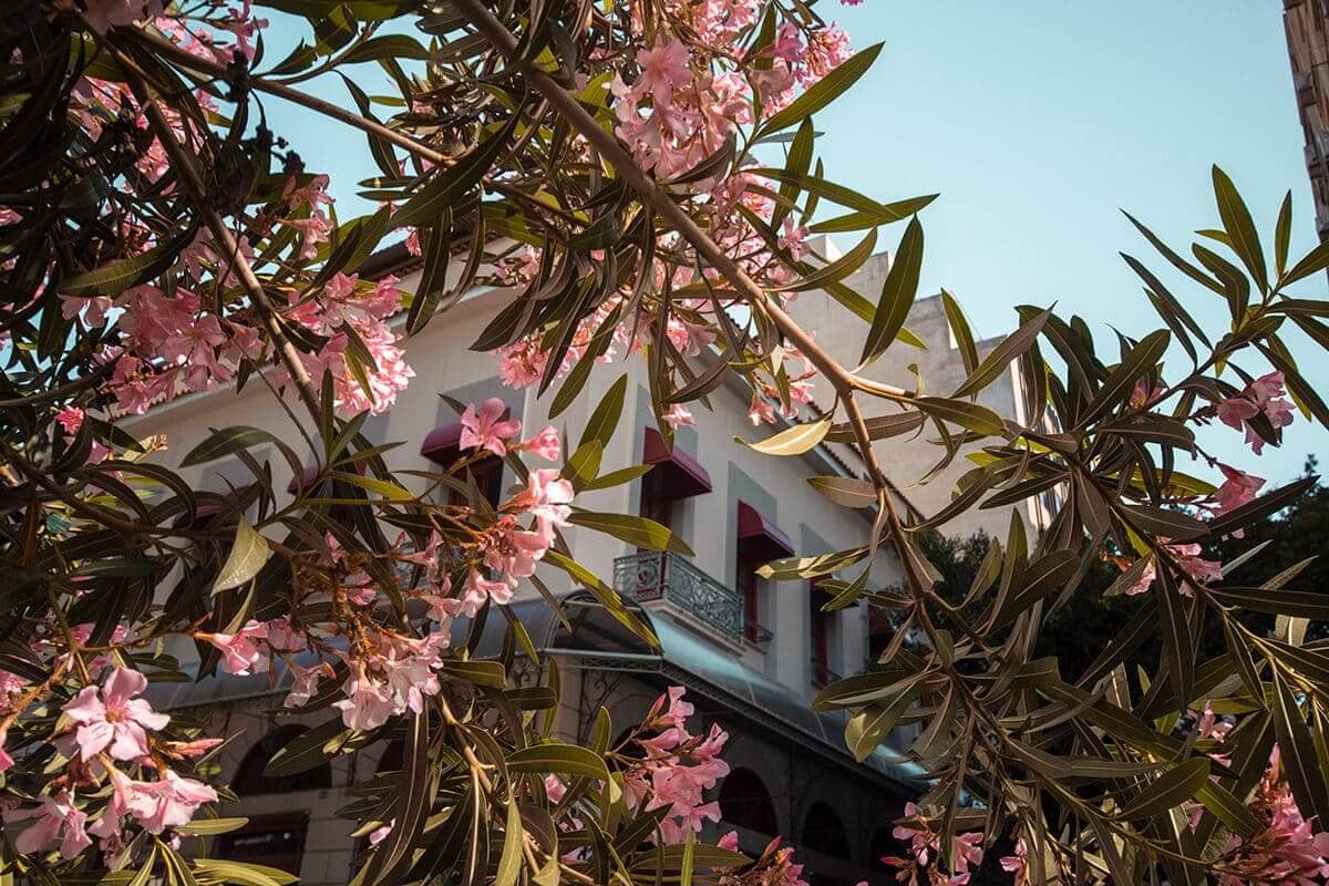 The Cost To Travel Greece And How Expensive Is It? 2 pink flowers in athens cost to travel greece